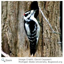 Downy Woodpecker