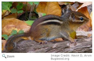 Eastern Chipmunk