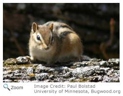 Eastern Chipmunk