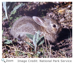 Eastern Cottontail