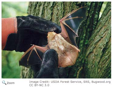 Eastern Red Bat