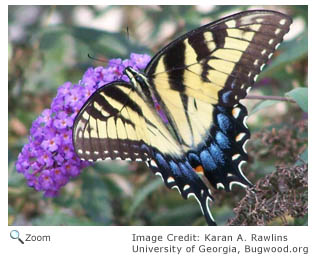 Eastern Tiger Swallowtail