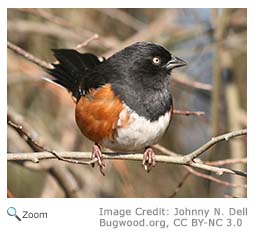 Eastern Towhee