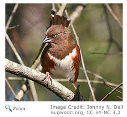 Eastern Towhee