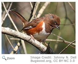 Eastern Towhee