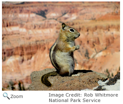 Golden-mantaled Ground Squirrel