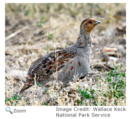 Gray Partridge