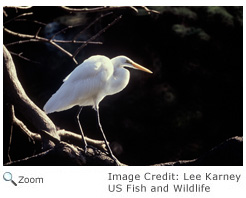 Great Egret