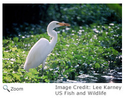 Great Egret