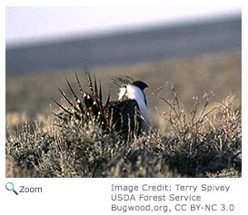 Greater Sage Grouse