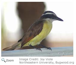 Great Kiskadee