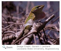 Green Anole