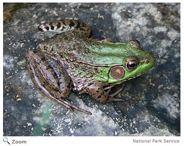 Green Frog