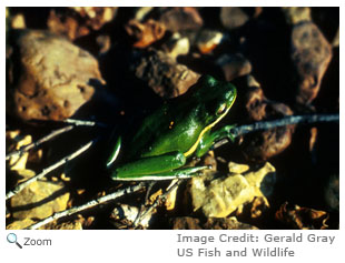 Green Treefrog