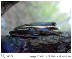 Green Treefrog