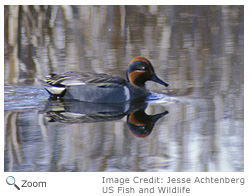 Green-winged Teal