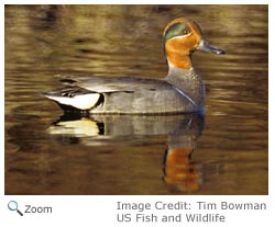 Green-winged Teal