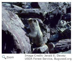 Hoary Marmot