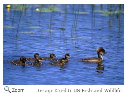 Hooded Merganser