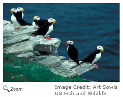 Horned Puffin