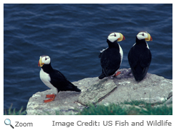 Horned Puffin