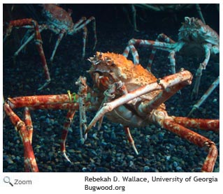 Japanese spider crab