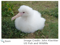 Laysan Albatross