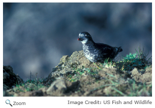 Least Auklet