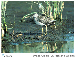 Lesser Yellowlegs