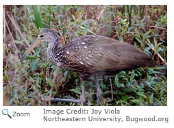 Limpkin