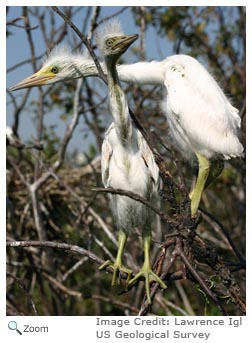 Little Blue Heron