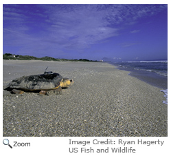 Loggerhead