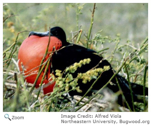 Magnificent Frigatebird