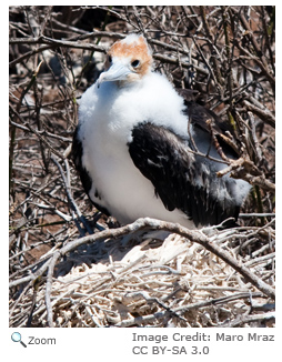 Magnificent Frigatebird