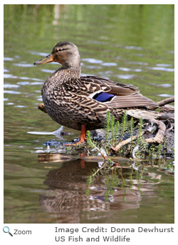 Mallard