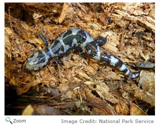 Marbled Salamander