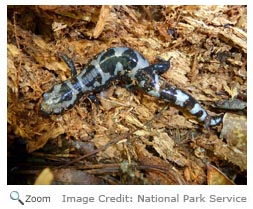 Marbled Salamander