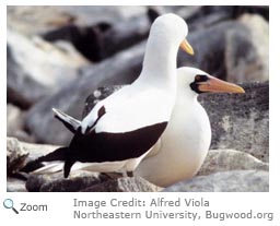 Masked Booby