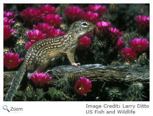 Mexican Ground Squirrel