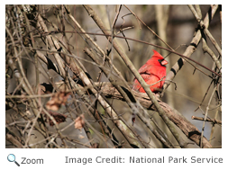 Cardinal