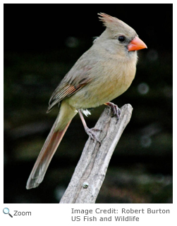 Cardinal