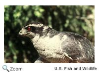 Northern Goshawk