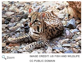 Ocelot