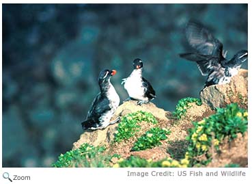 Parakeet Auklet