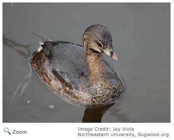 Pied-billed Grebe