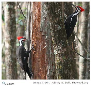 Pileated Woodpecker