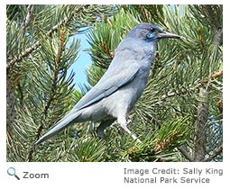 Pinyon Jay