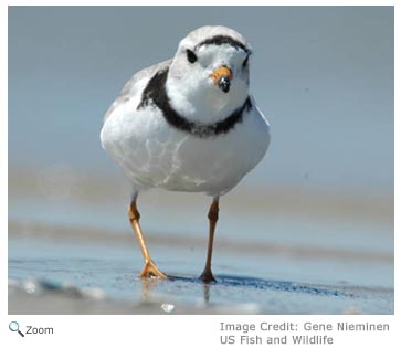 Piping Plover