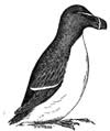 razorbill