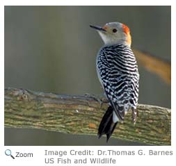 Red-bellied Woodpecker